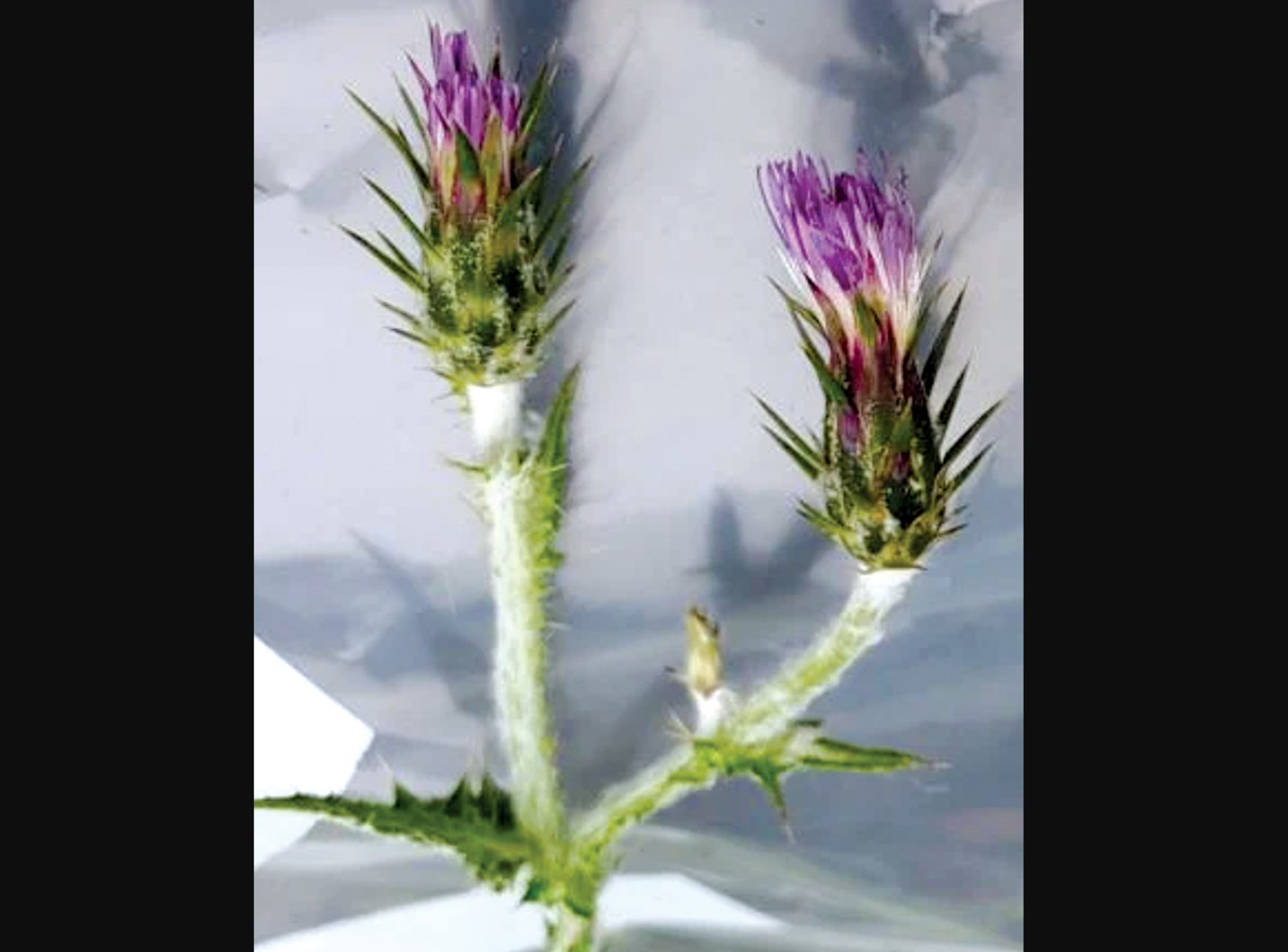 The Turkish Thistle is a noxious weed found recently found in Kalama. It has narrow purple flowers, spiny leaves and winged stems covered in wooly hairs.